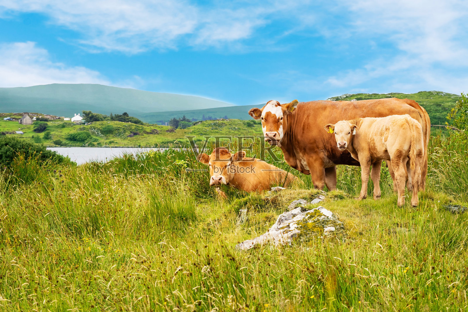 美丽的绿色景观，奶牛和生动的蓝天和湖泊照片摄影图片