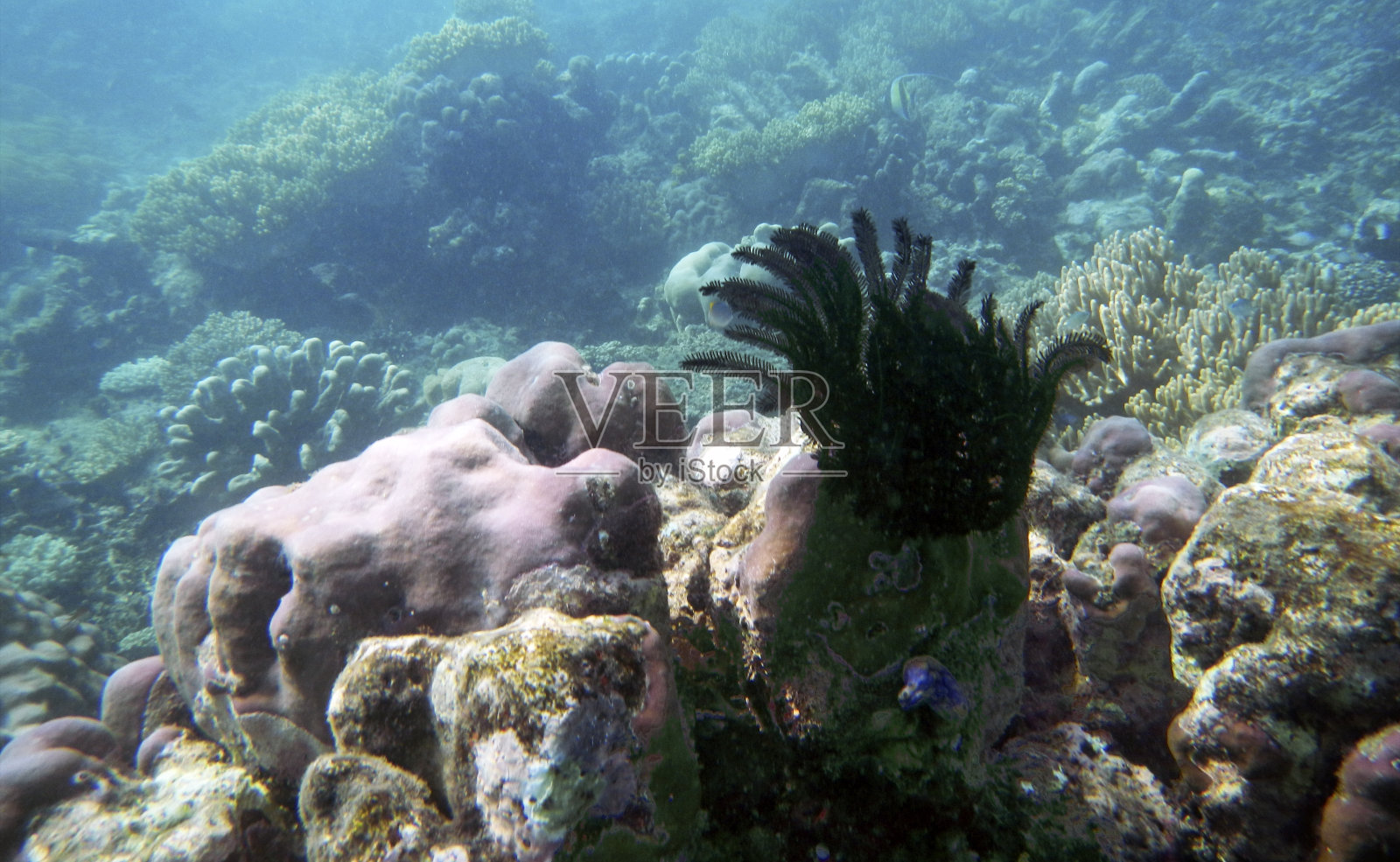 水下珊瑚景观，十七岛海洋公园，Riung，弗洛雷斯岛，印度尼西亚照片摄影图片