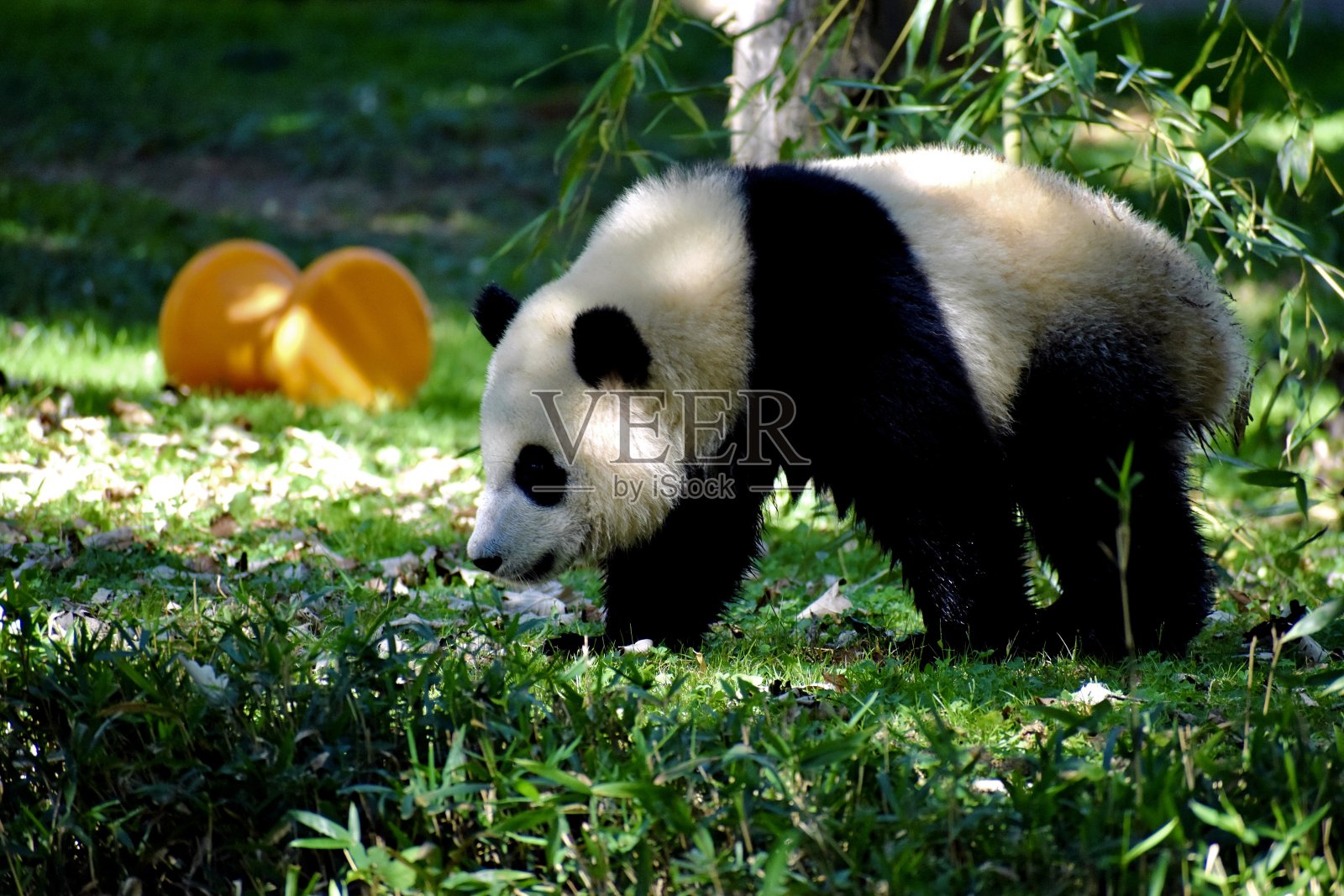 国家动物园的熊猫宝宝照片摄影图片