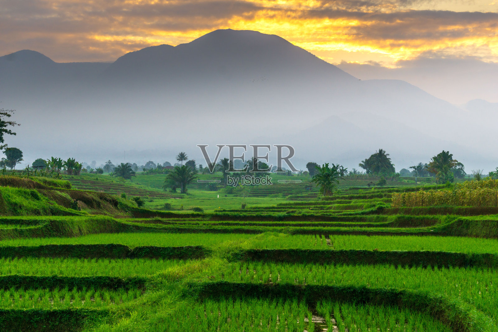 美丽的晨景印度尼西亚全景景观稻田与美丽的色彩和天空自然光照片摄影图片