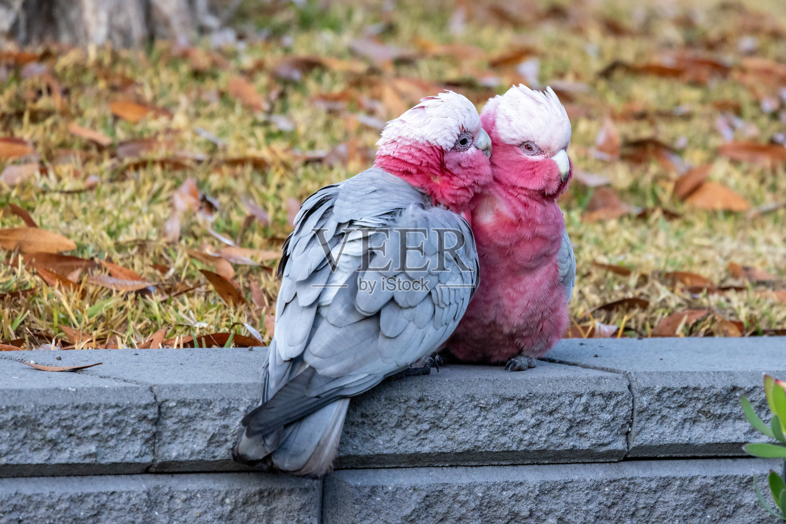 粉色和灰色的加拉照片摄影图片