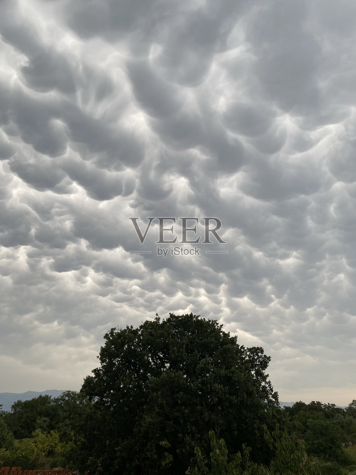 Mamatus照片摄影图片