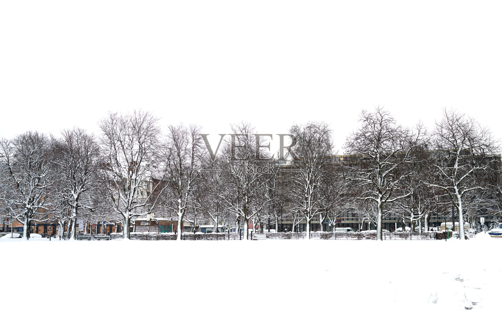 树木被白雪覆盖的冬季森林全景照片摄影图片