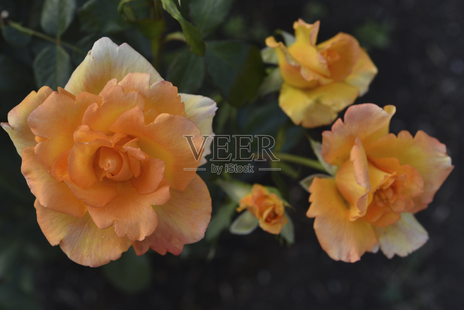 夕阳下乳白色的粉色玫瑰花。阳光下美丽的橘黄色花朵。照片摄影图片