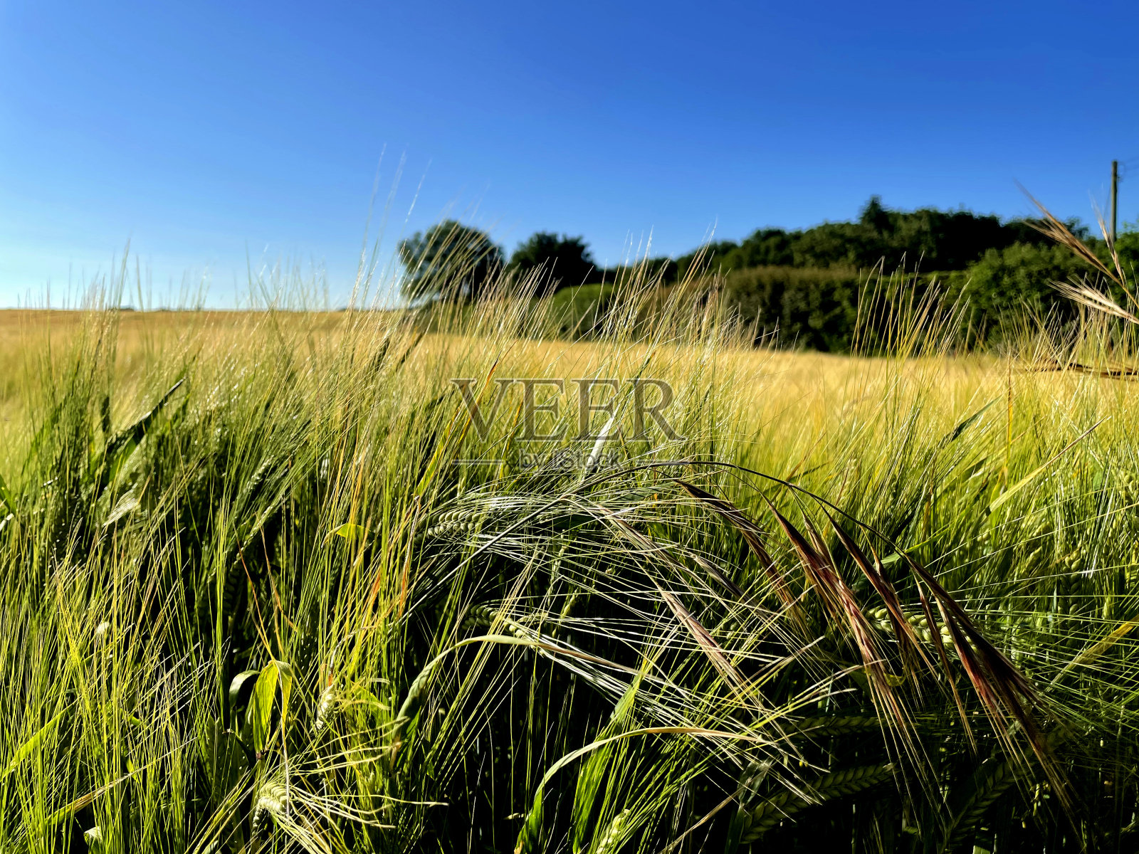 晴天的麦田照片摄影图片