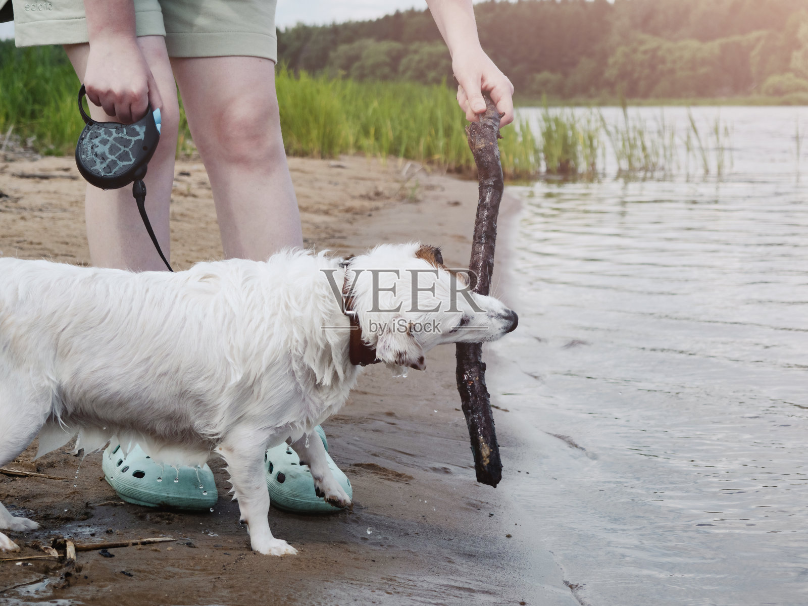 一只白色的狗在一根棍子后面玩耍和游泳。照片摄影图片