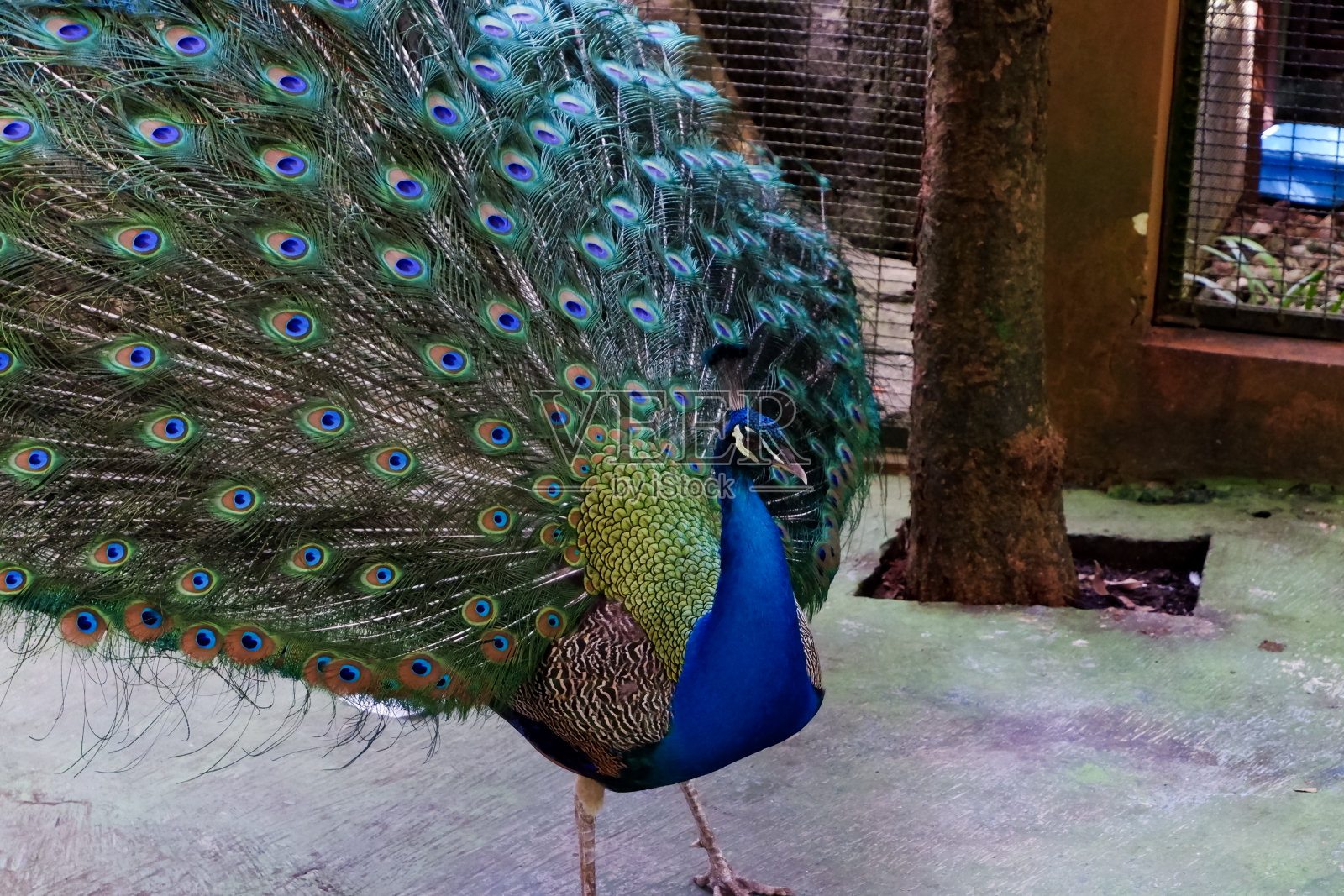 下午，孔雀在笼子里长出美丽的尾巴。照片摄影图片