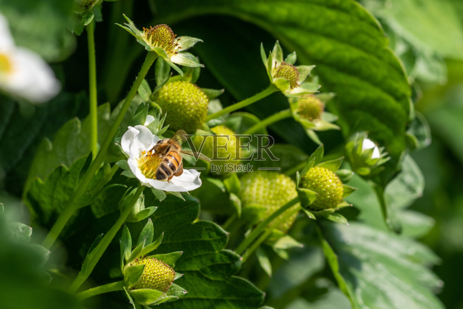 蜜蜂在一朵草莓花上照片摄影图片
