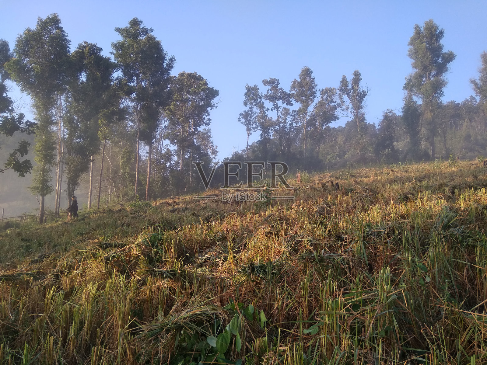 泰国北部清岛国家公园的日出照片摄影图片