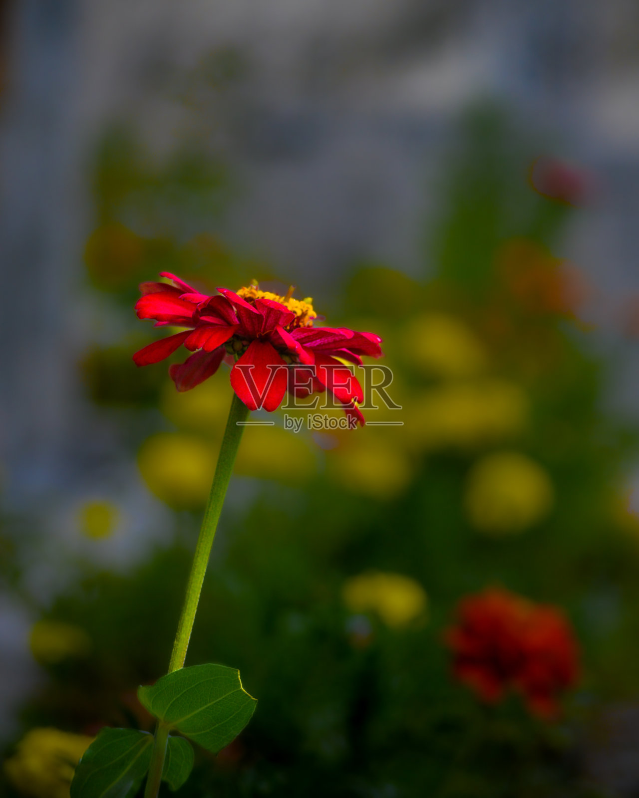 美丽的红花照片摄影图片