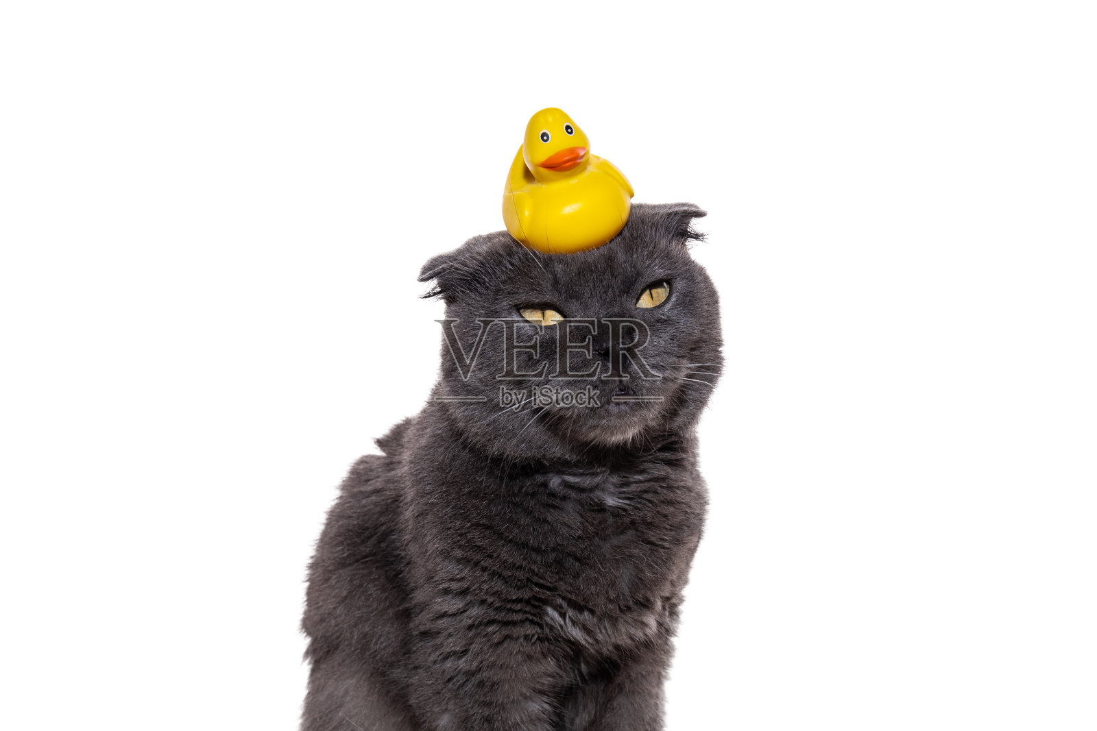 头上有一只黄色浴鸭的猫。可爱的灰色毛茸茸的猫坐在白色的背景上。鸭子在猫的头上。照片摄影图片