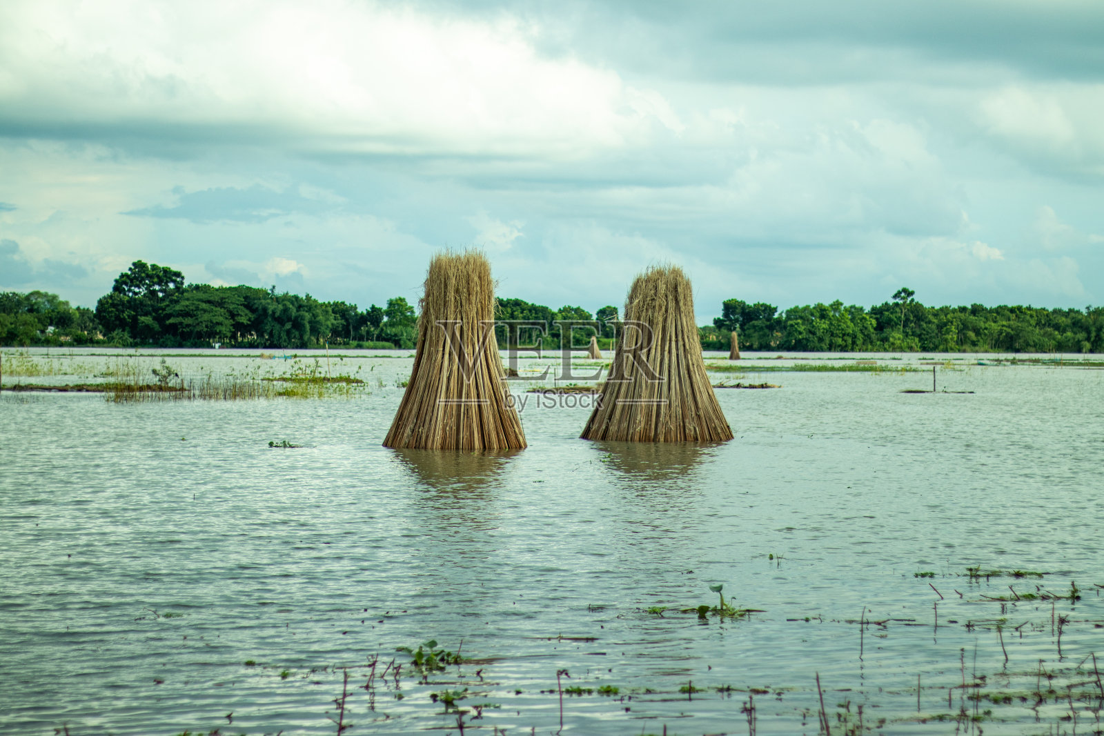 最好的自然景观与黄麻棒。黄麻是一种韧皮纤维照片摄影图片