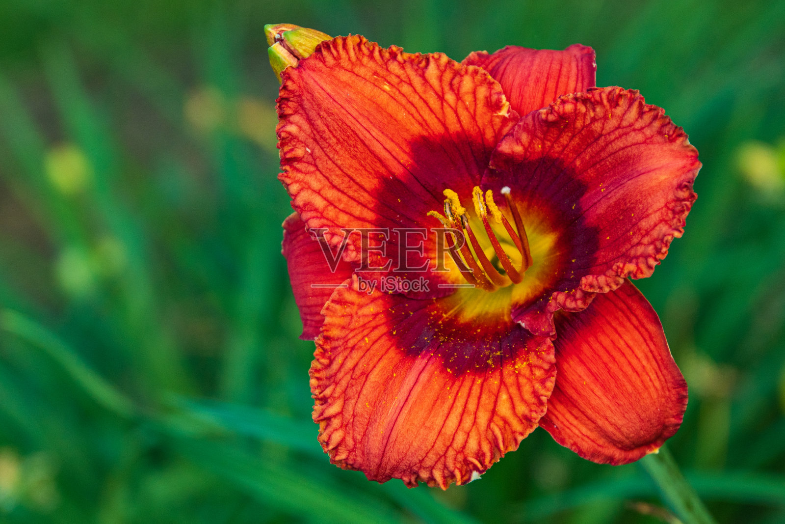 橙红色的黄花菜，中心呈栗色和黄色照片摄影图片