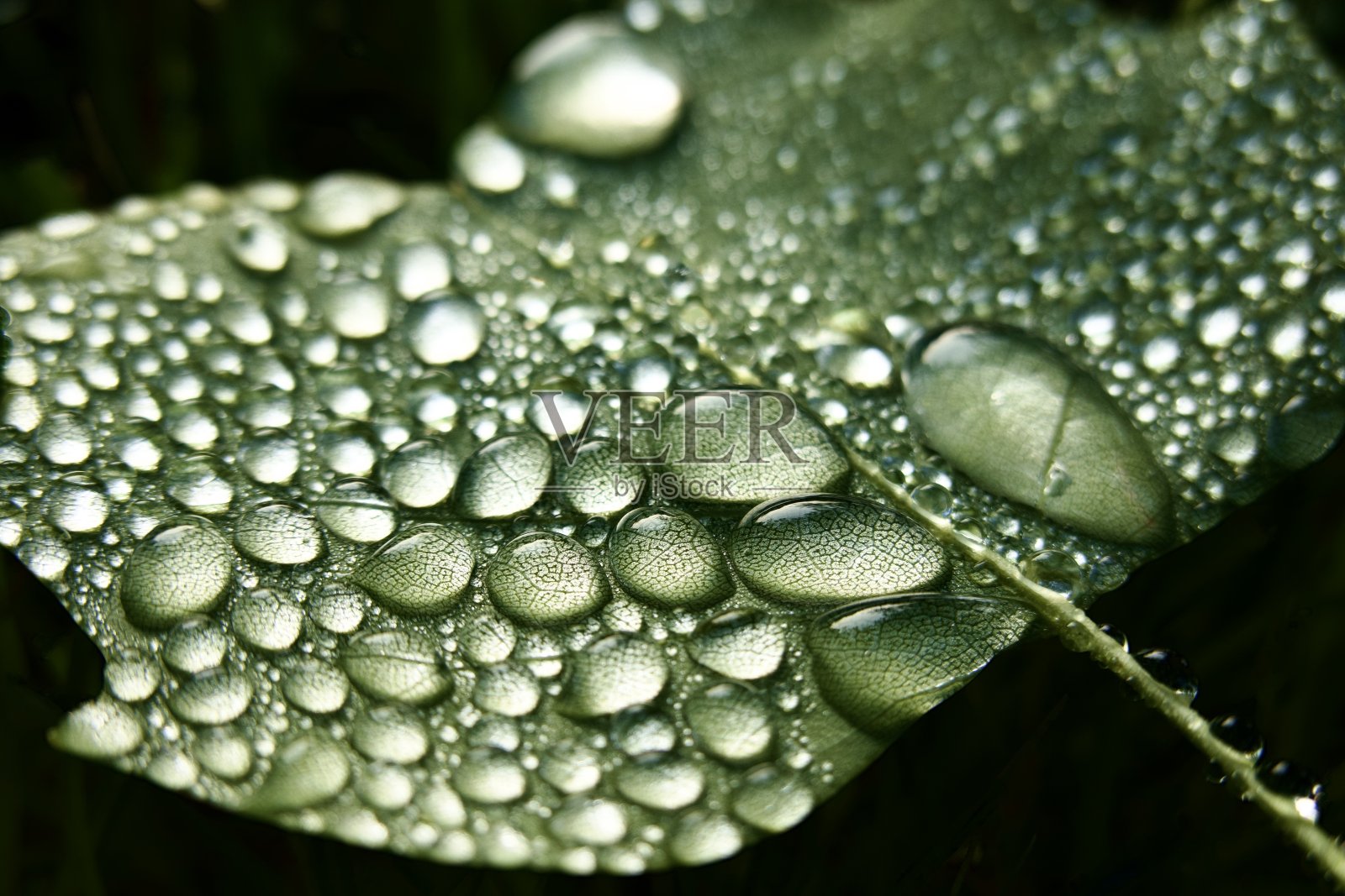 树叶上的雨滴照片摄影图片