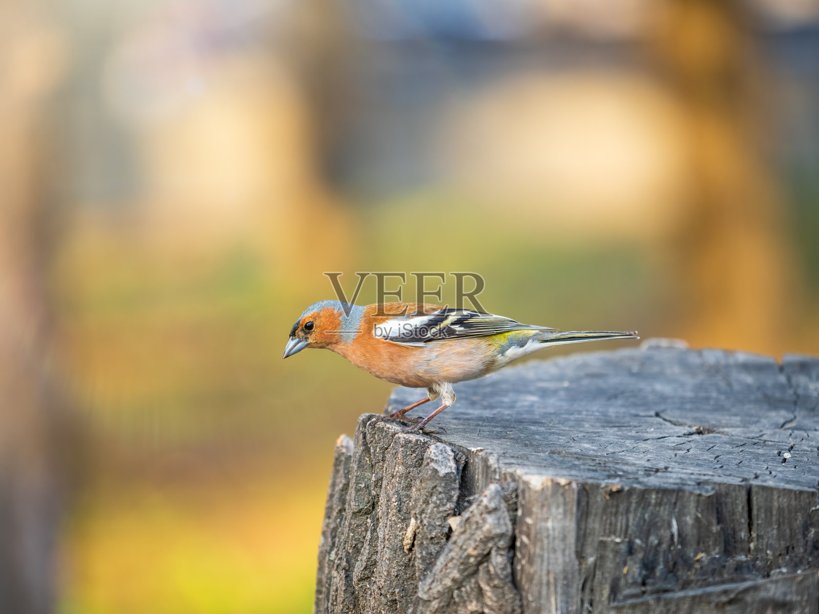 普通的苍头燕雀(Fringilla coelebs)坐在树上。野生动物中常见的苍头燕雀。照片摄影图片