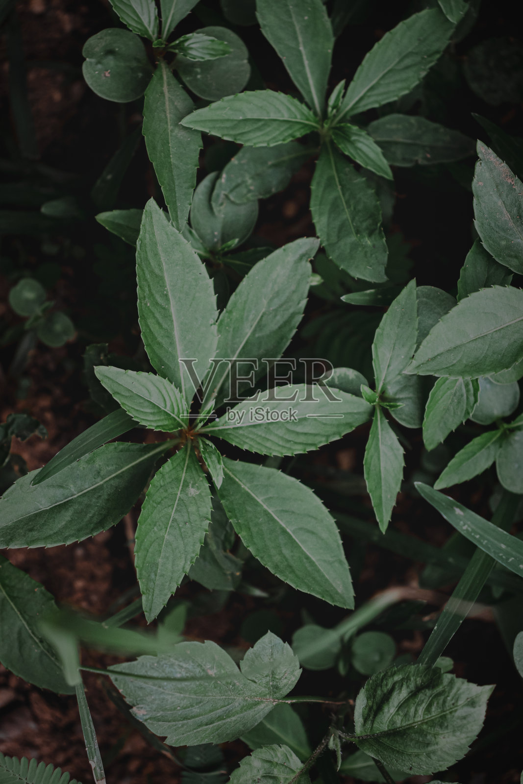 郁郁寡欢的绿色:草本植物的叶生长照片摄影图片