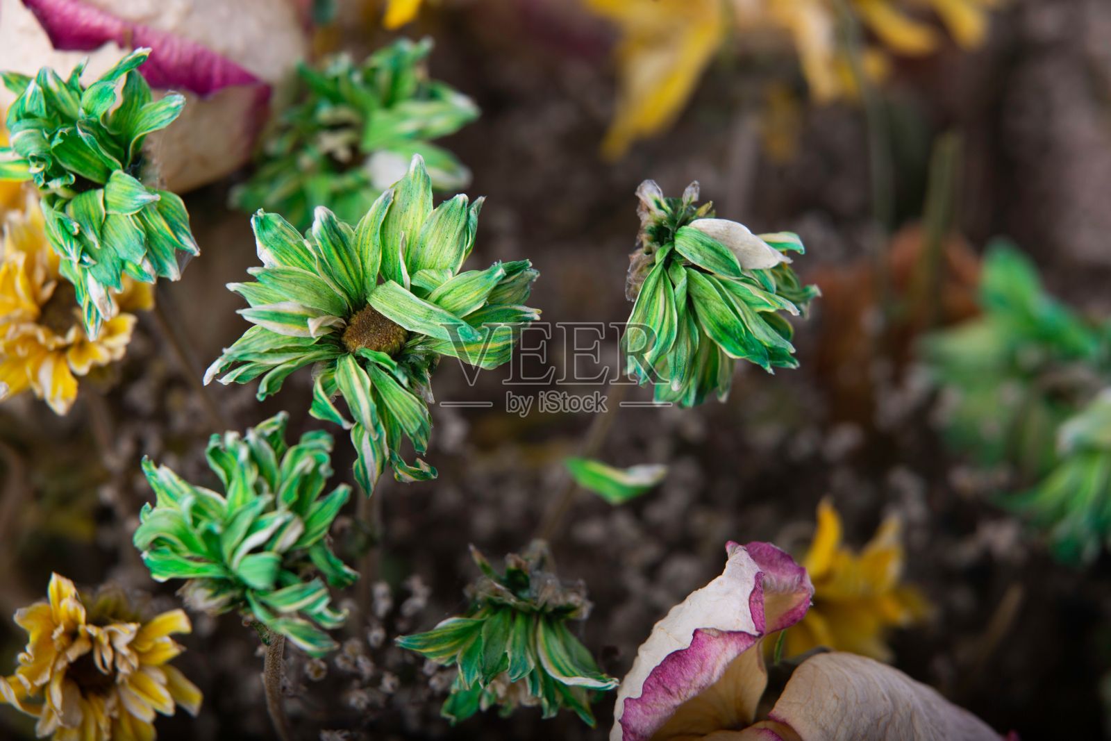 在中性背景下的干花花束的特写照片摄影图片
