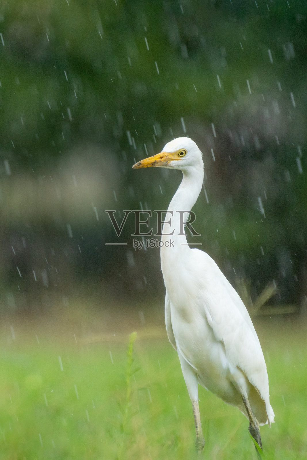 行走的牛白鹭(朱鹭)的特写，背景为绿色照片摄影图片
