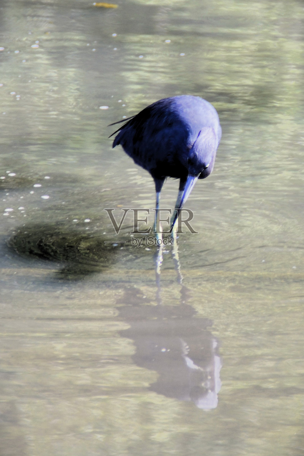 一只白鹭正在观察红树林水域照片摄影图片