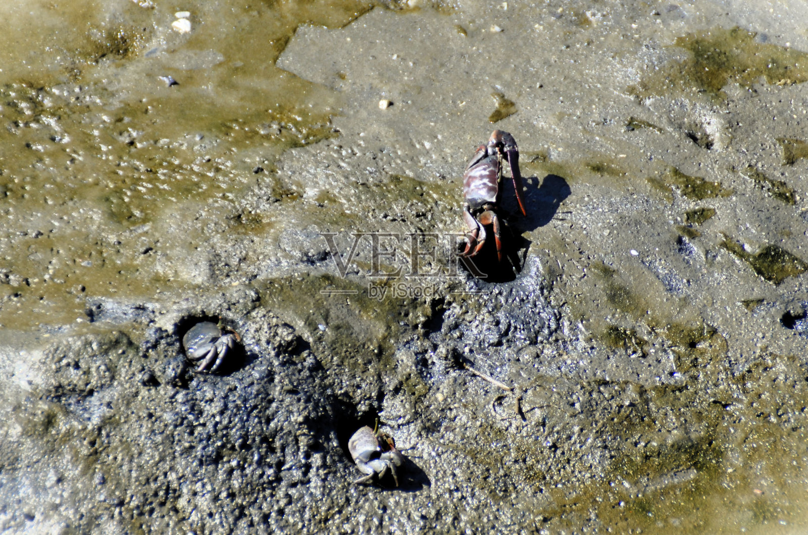 在红树林的阳光下，Uca maracoani蟹照片摄影图片