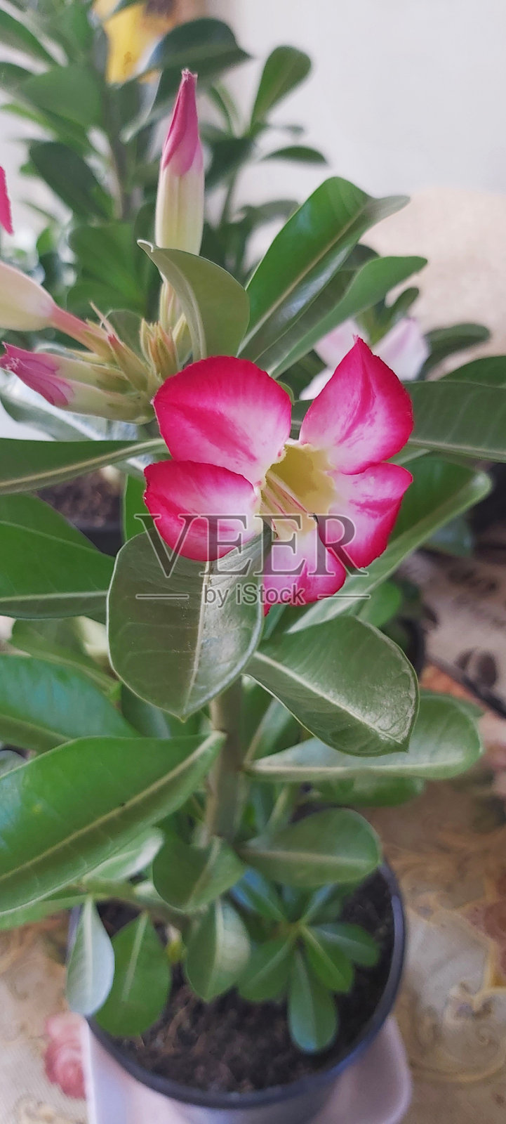 沙漠玫瑰照片摄影图片