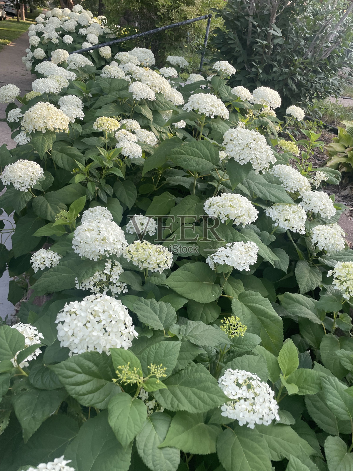 白花盛开照片摄影图片