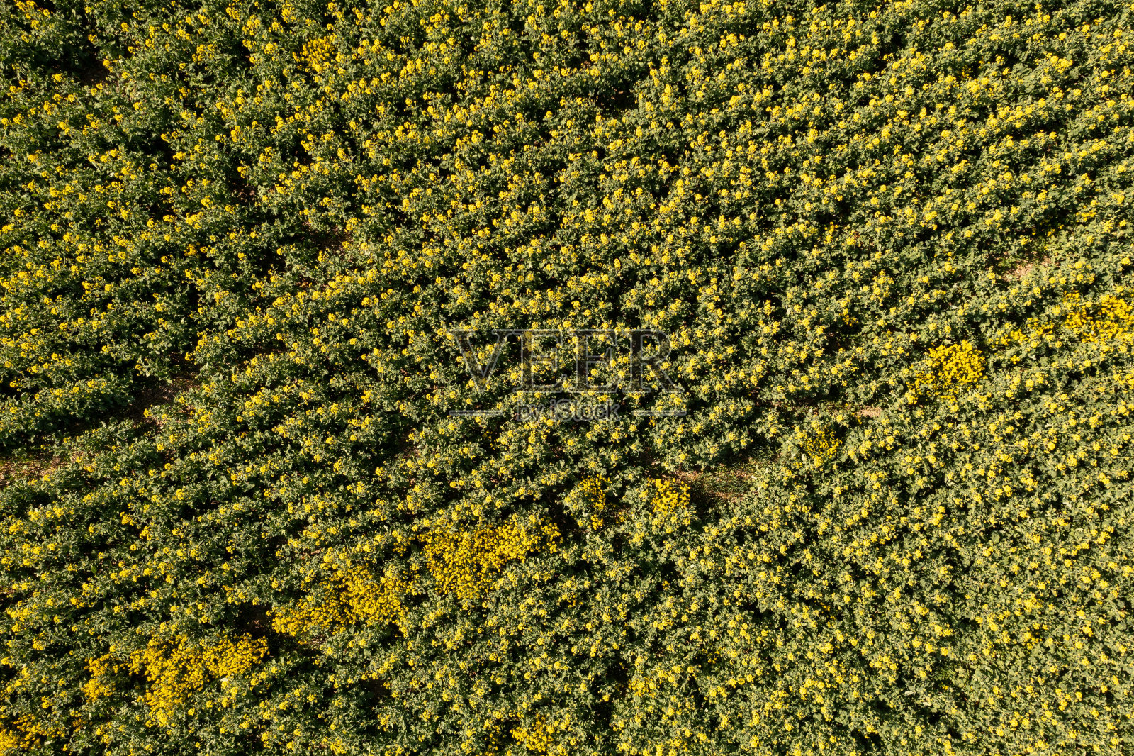 无人机拍摄的油菜籽农田照片摄影图片