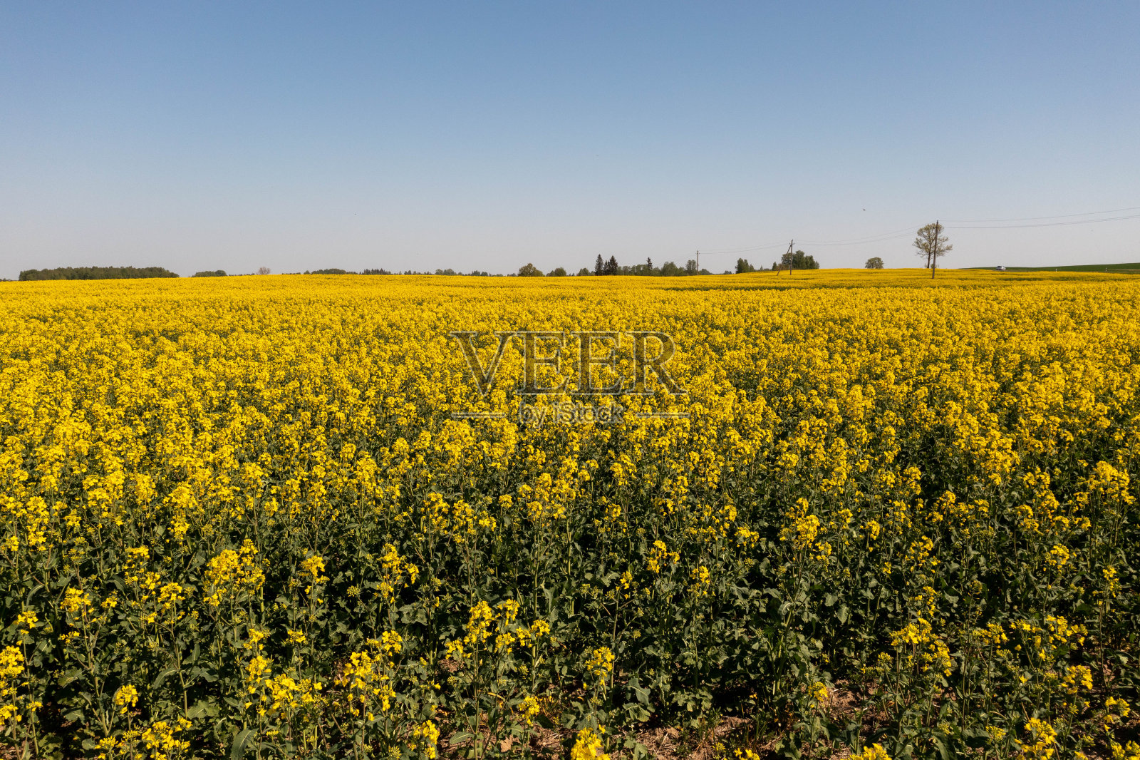 无人机拍摄的油菜籽农田照片摄影图片