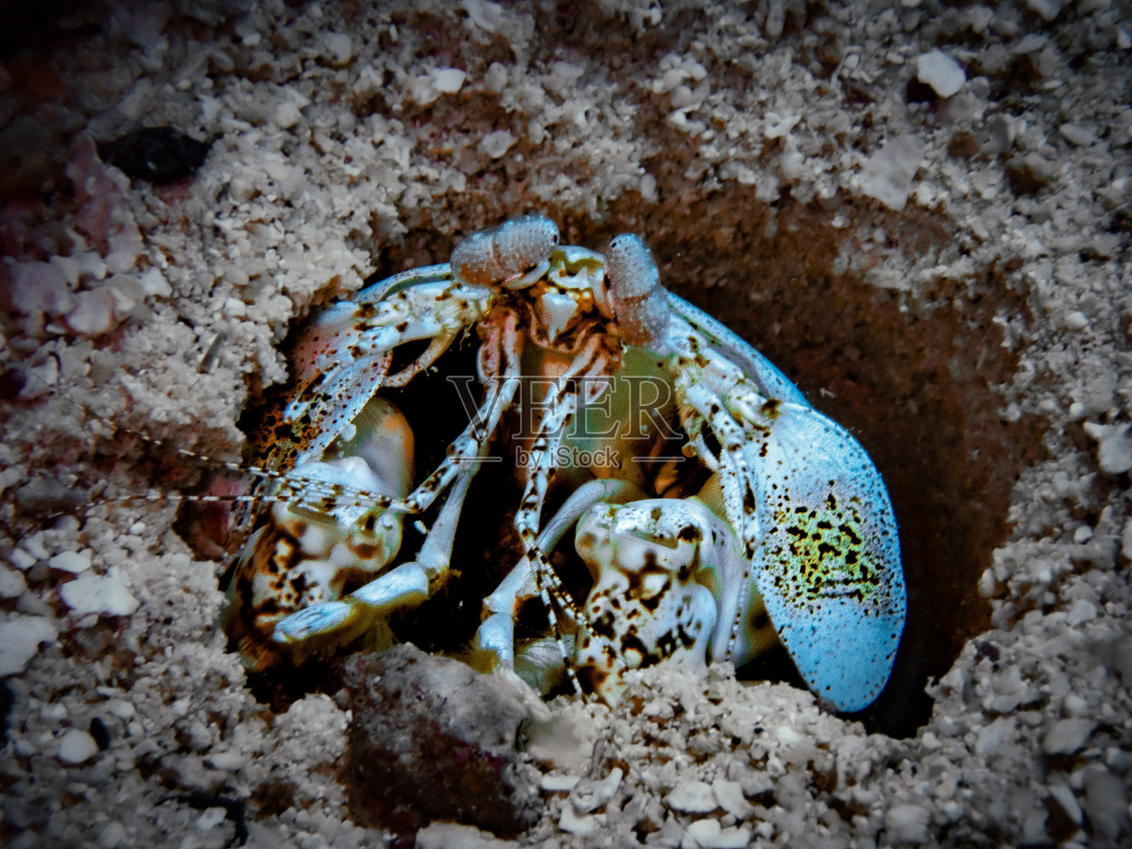 鳞尾螳螂虾(Lysiosquilla scabricauda)藏在洪都拉斯罗阿坦湾群岛加勒比海的一个沙洞里照片摄影图片