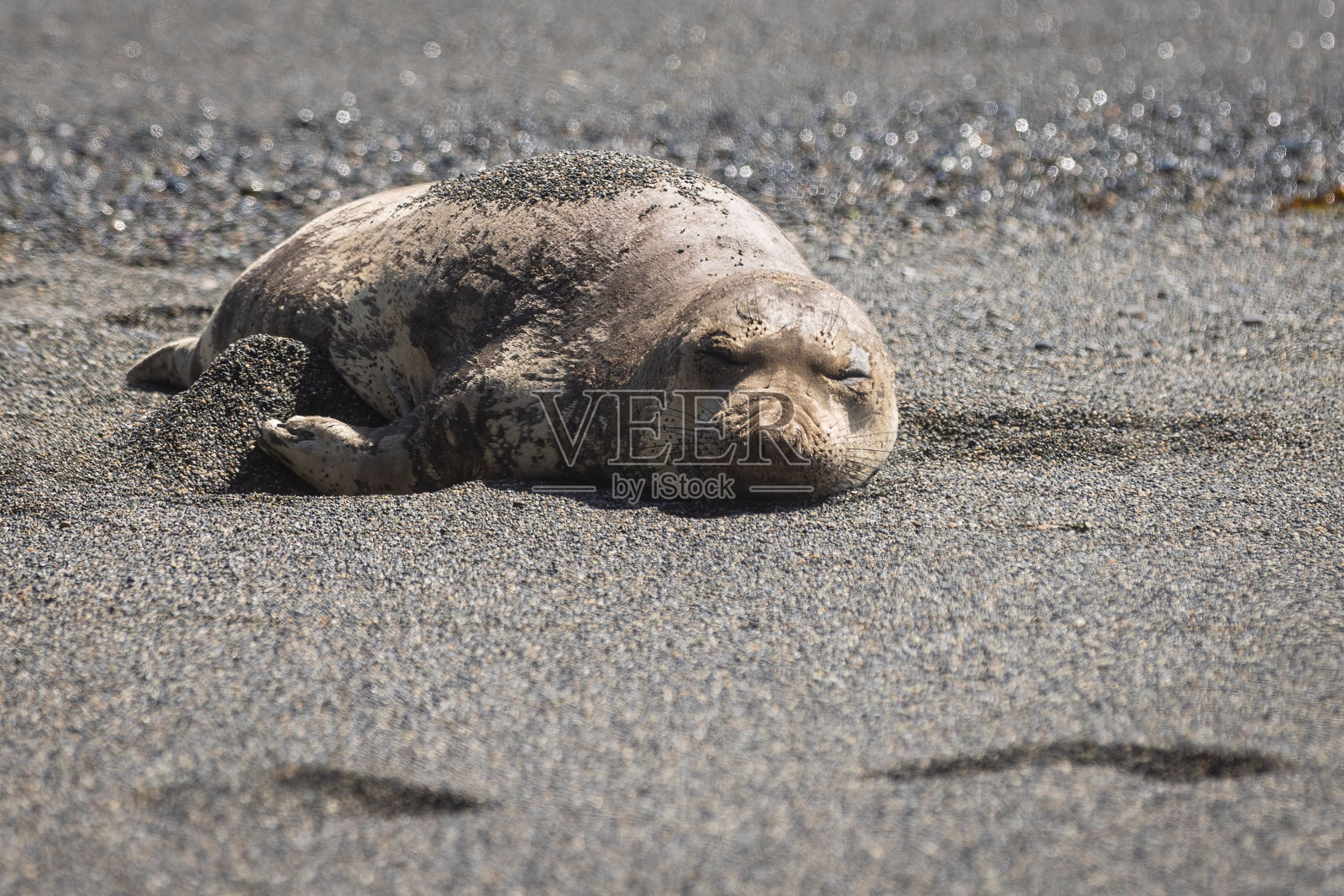 小海豹在海滩上打盹照片摄影图片