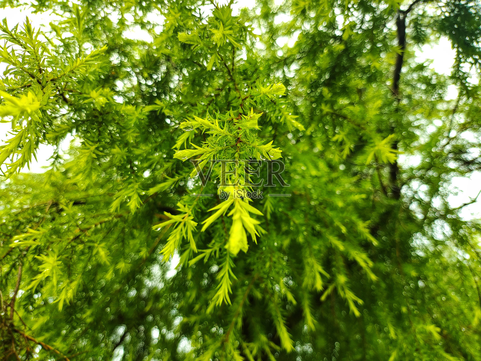 美丽的野生绿叶在大自然绿色壁纸高清照片摄影图片