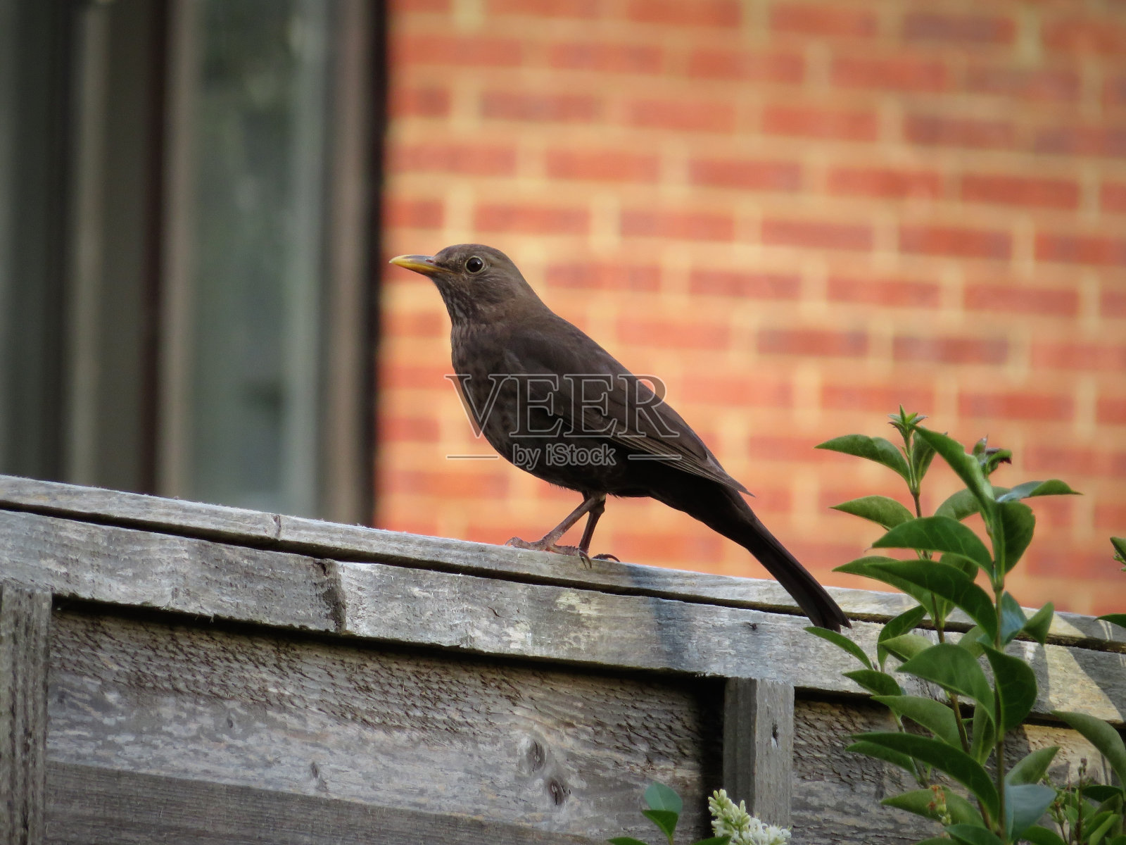 一只普通的黑鸟照片摄影图片