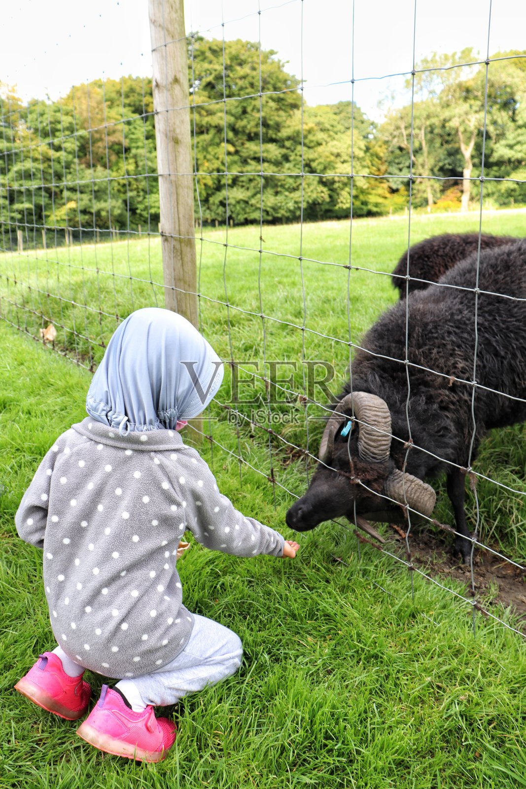 小女孩在农场喂羊照片摄影图片