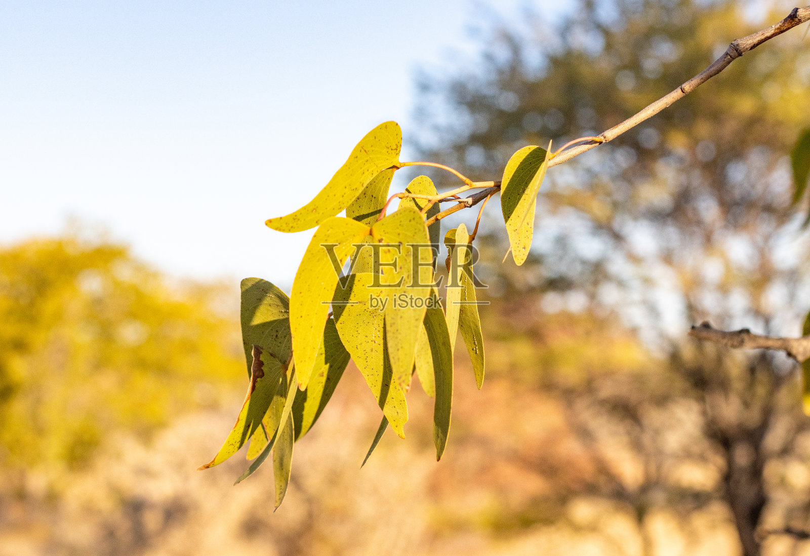 纳米比亚库内地区埃托沙国家公园的莫帕尼树照片摄影图片