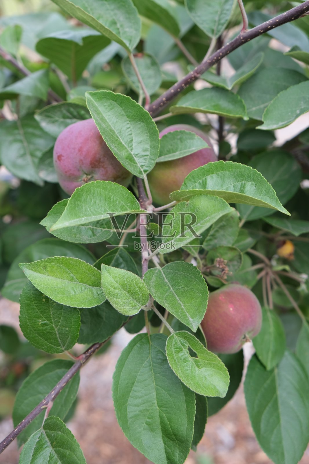 在树上长着苹果照片摄影图片