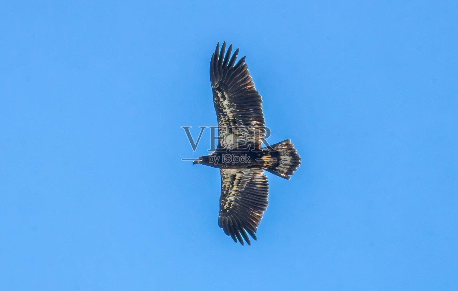 徒步旅行，野生动物和自然照片摄影图片
