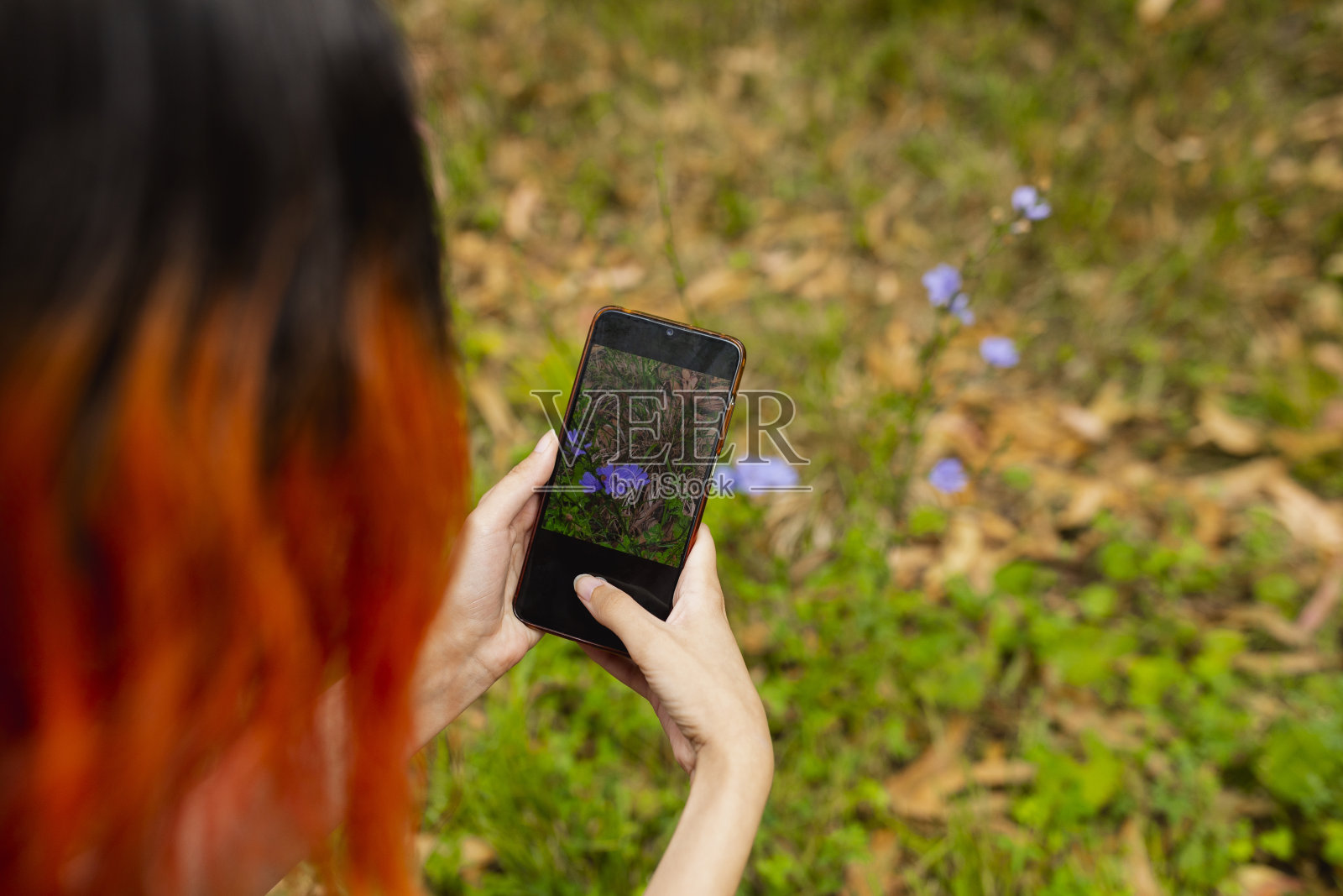 一位女士在大自然散步时用智能手机给鲜花拍照照片摄影图片