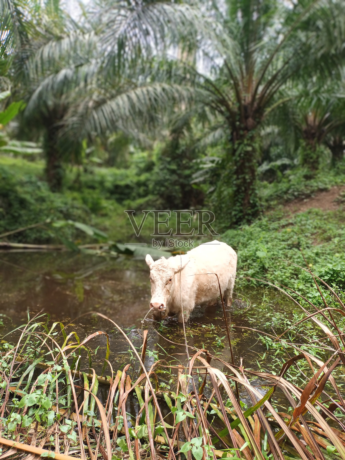 一头白牛犊在农场洗澡照片摄影图片