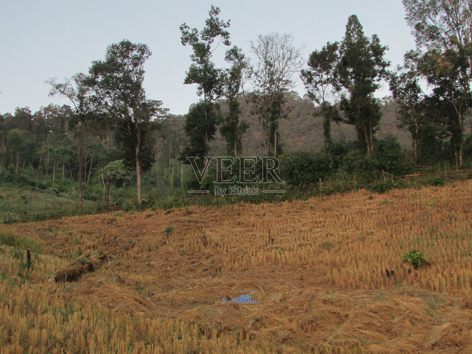泰国清岛各类照片2照片摄影图片