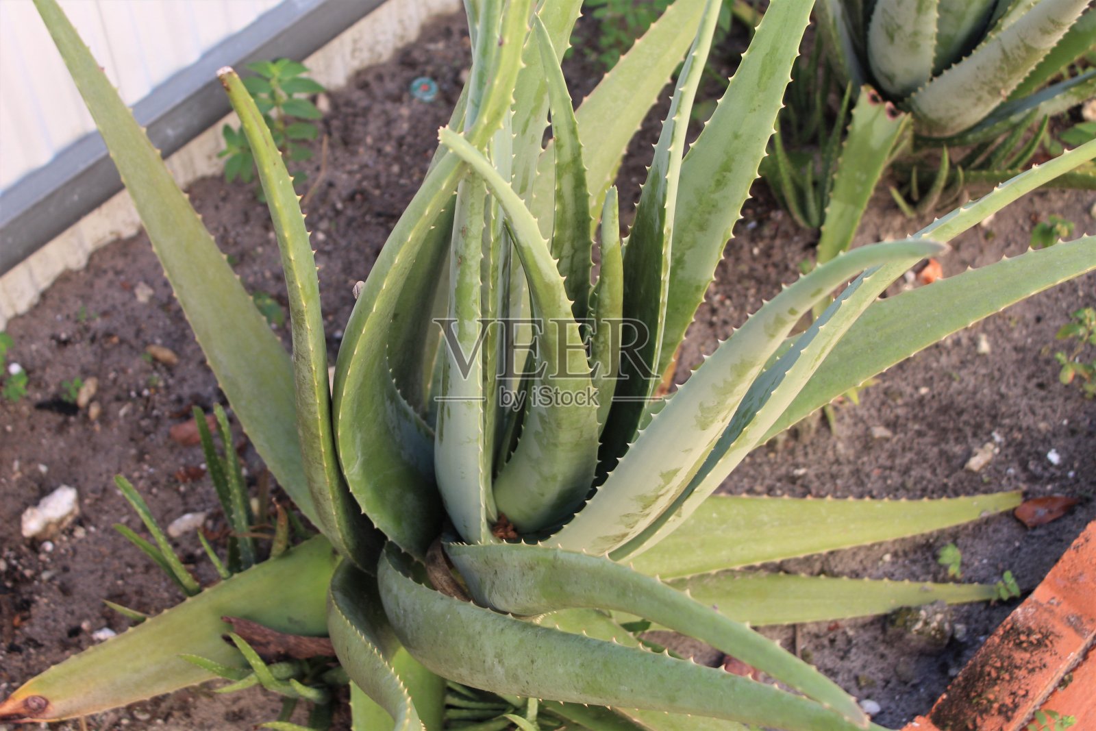 芦荟精华素照片摄影图片