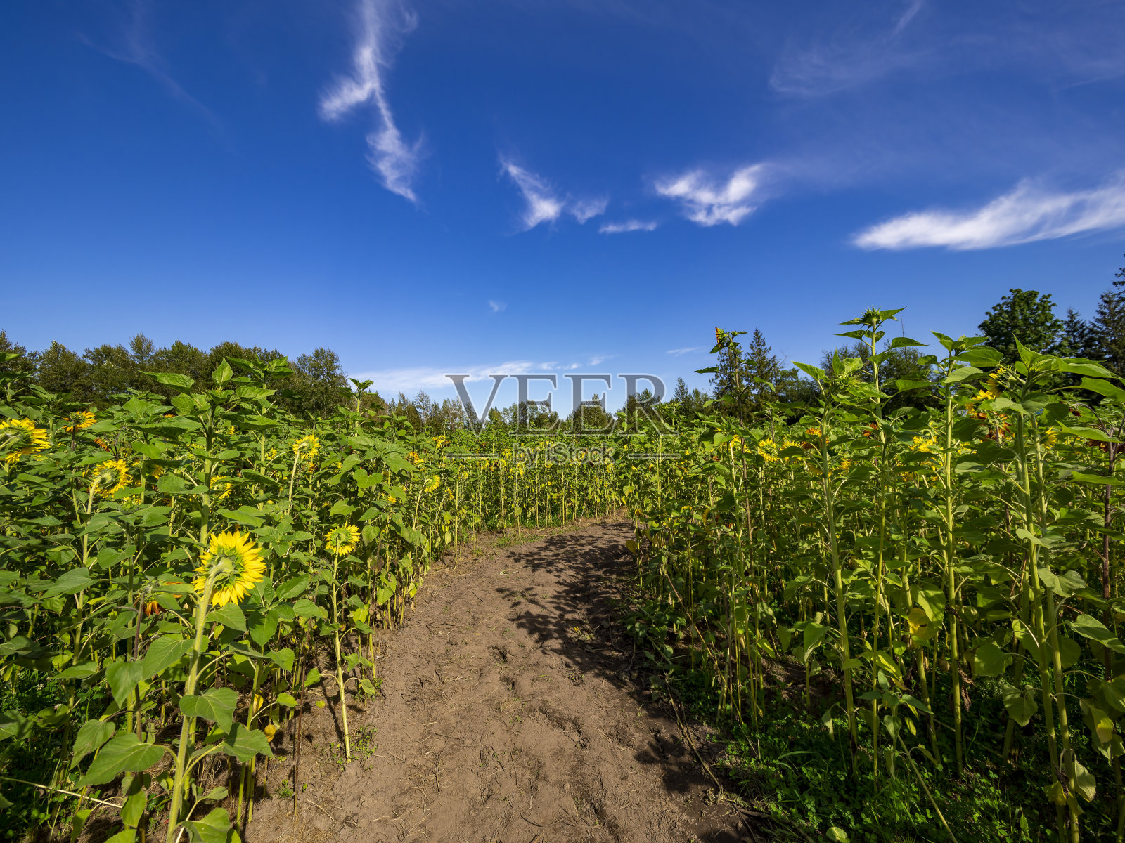 向日葵的节日照片摄影图片