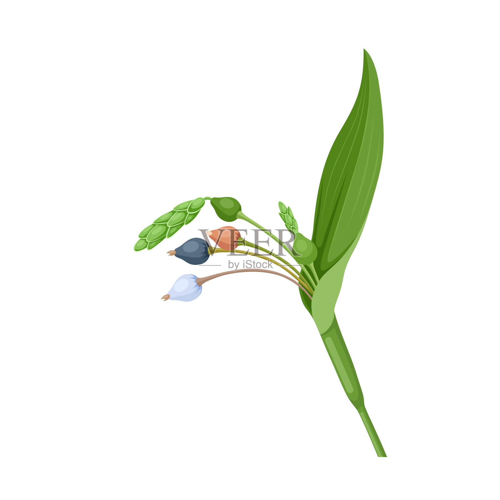 乔布斯流泪还是延迟小米插画图片素材