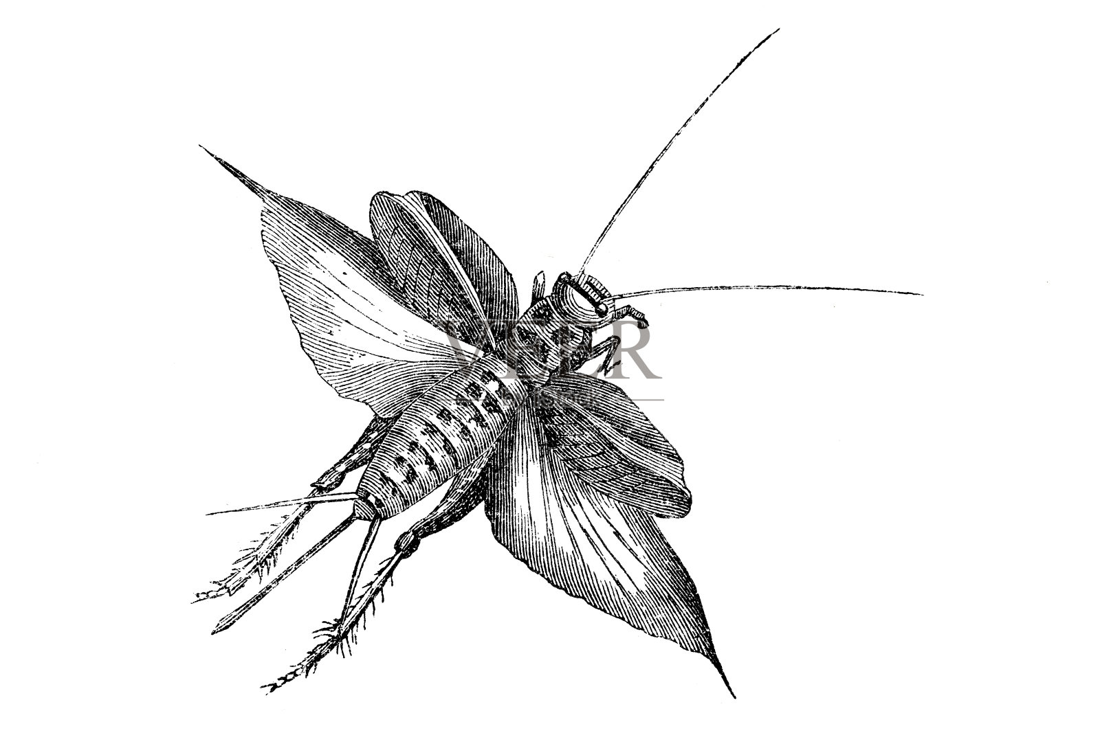 女性板球设计元素图片