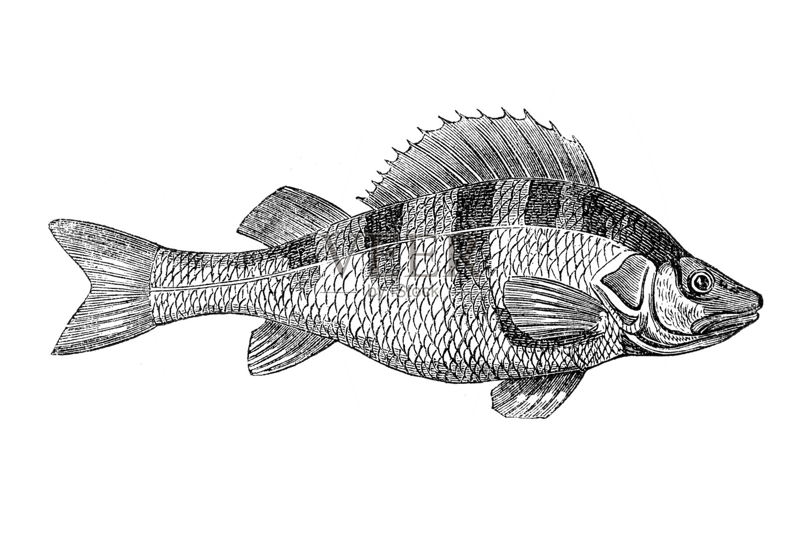鲈鱼插画图片素材