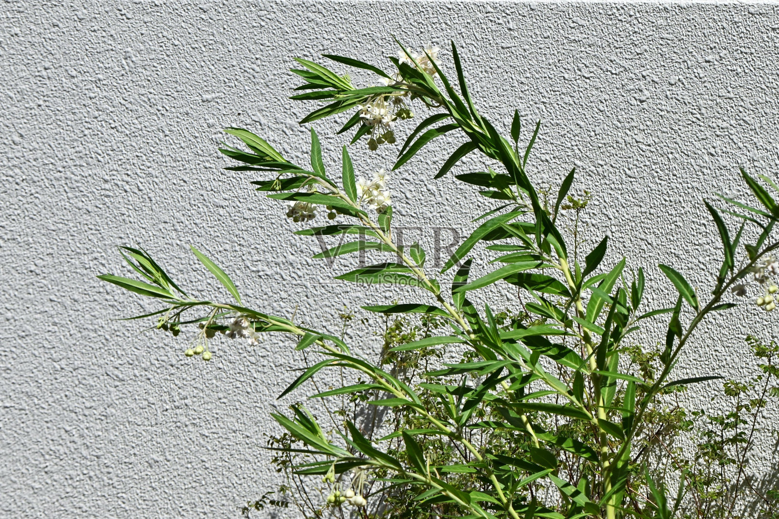 野生棉花(Gomphocarpus physocarpus)花。照片摄影图片