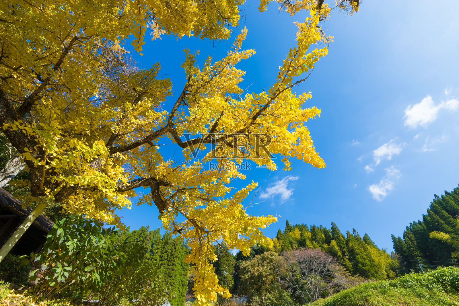 日本熊本县秋天的银杏叶照片摄影图片