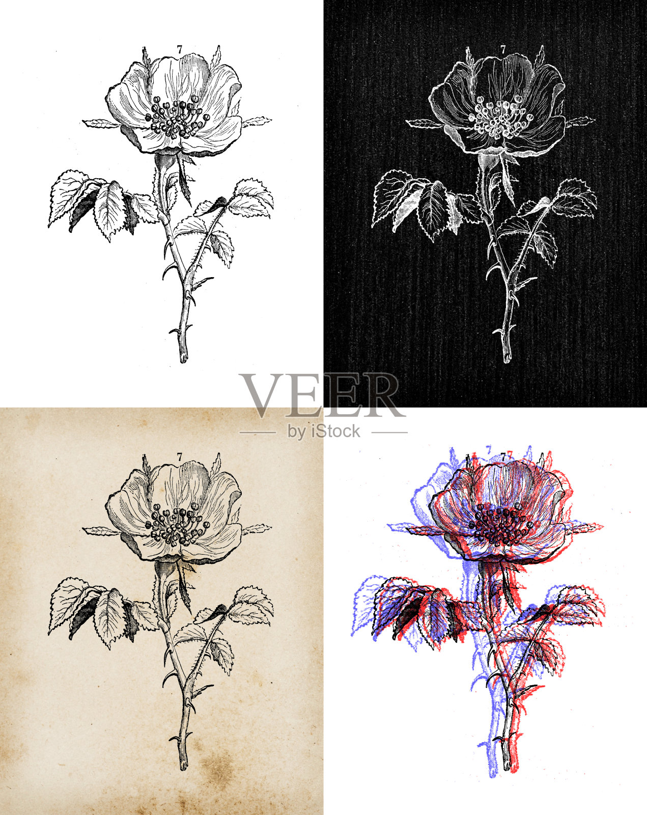 古董植物学插图:蔷薇犬，狗玫瑰插画图片素材