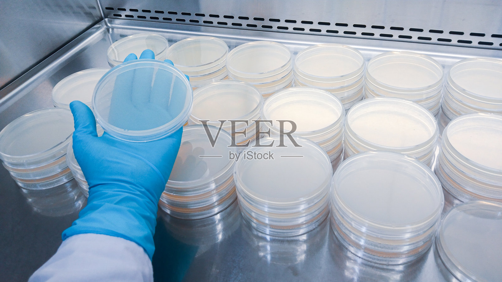 在实验室检查抗生素的培养皿的特写镜头。照片摄影图片