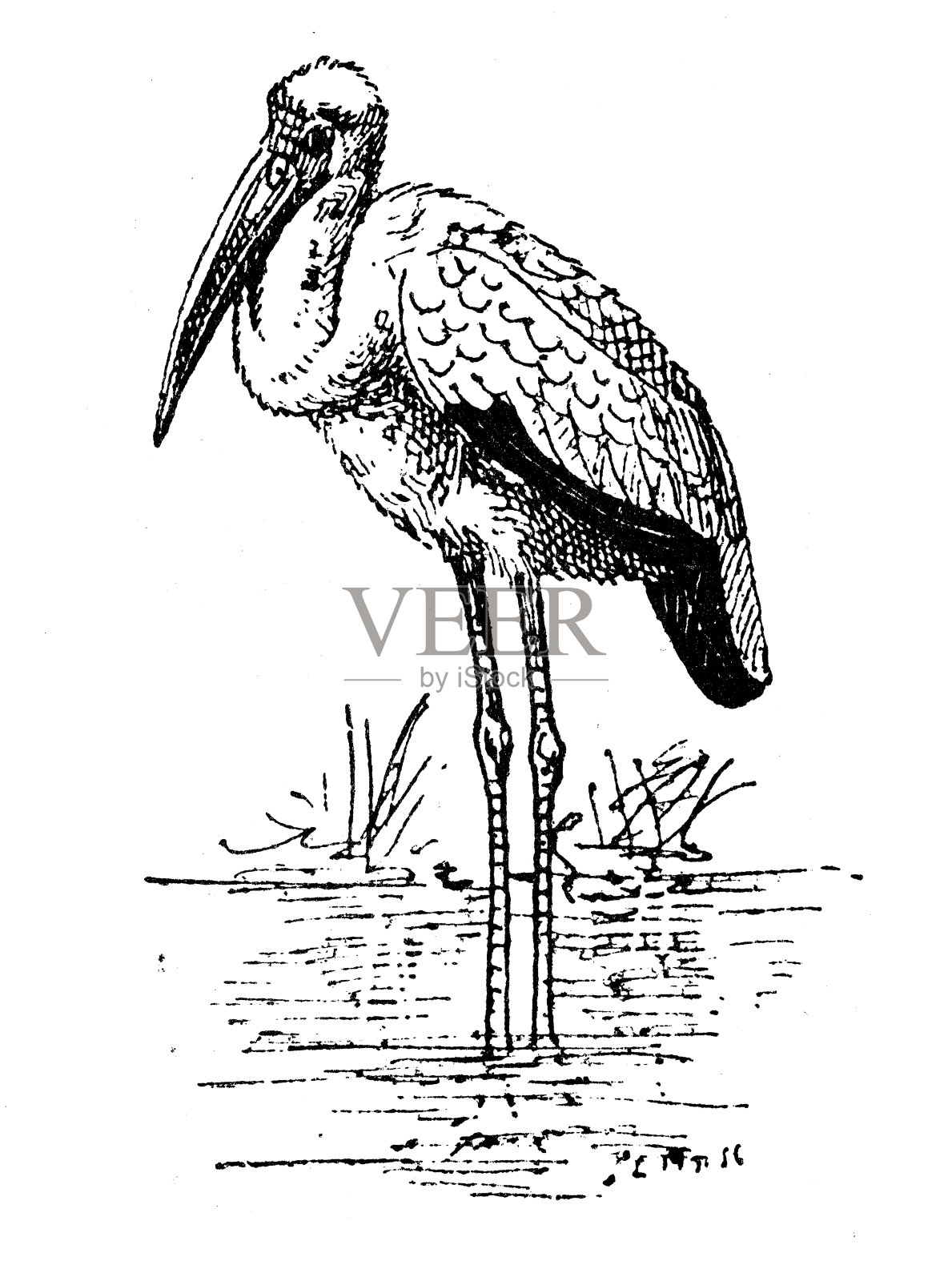 古玩插画:朱鹭黄嘴鹳插画图片素材