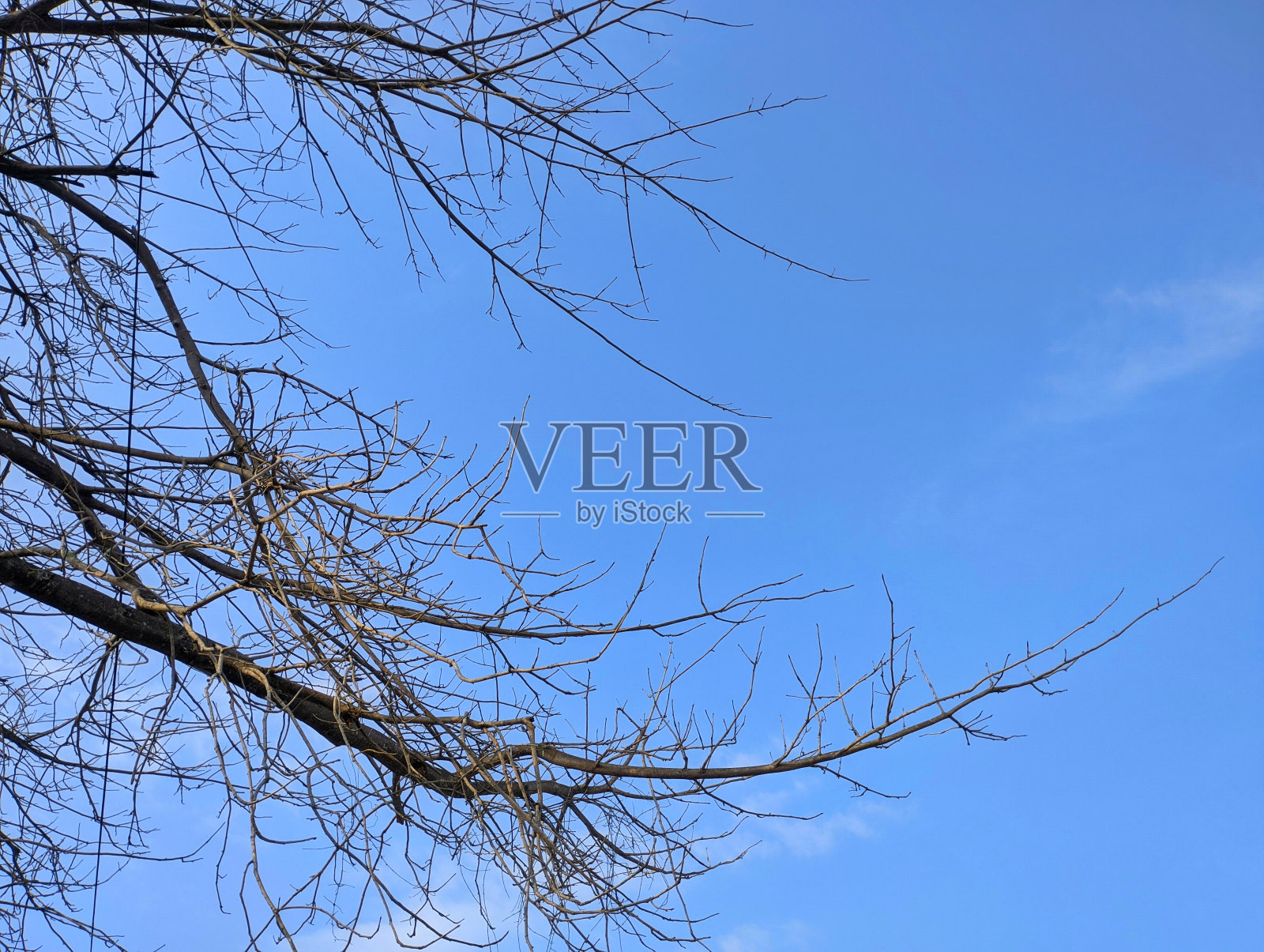 干燥的树木衬托着自然的蓝天背景。壁纸背景。本空间照片摄影图片